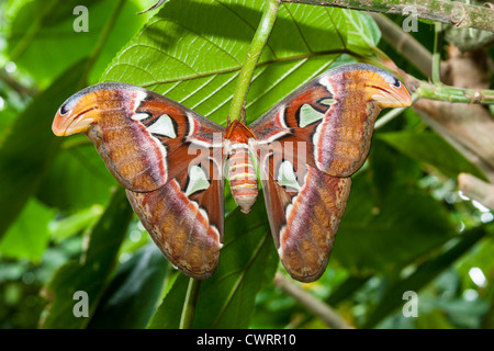 Atlas Moth (atlante di Attacus), una grande falda saturniosa che si trova nelle foreste tropicali e subtropicali nella piramide della foresta pluviale a Moody Gardens, Galveston, Texas. Foto Stock