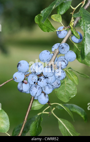 Bullace e Damson Prunus domestica ssp. instita (Rosacee) Foto Stock