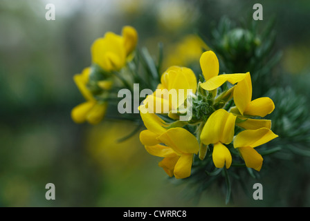 Ulex Europaeus, Ginestre Foto Stock