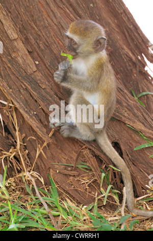 Giovane nero-di fronte Vervet Monkey mangiare Foto Stock