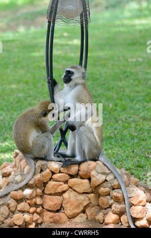 Nero-fronte scimmie Vervet toelettatura Foto Stock