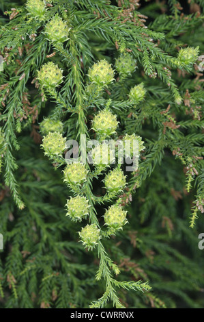 Rosso giapponese-cedar Cryptomeria japonica (Taxodiaceae) Foto Stock