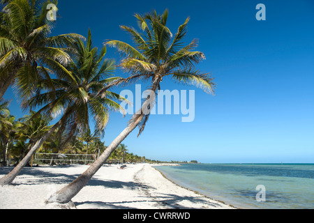 Palme SMATHERS BEACH Key West Florida USA Foto Stock