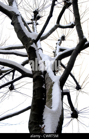 Inverno coperti di neve albero, stagliano contro sky Foto Stock