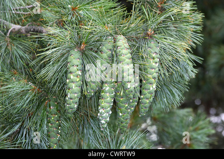 Il Bhutan Pine Pinus wallichiana (Pinaceae) Foto Stock