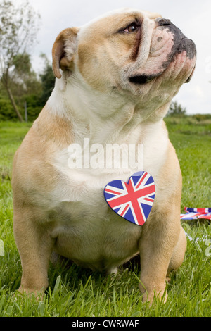 Bulldog inglese con una unione jack cuore Foto Stock