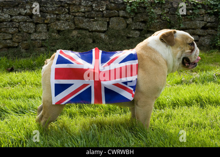 Bulldog inglesi con union jack flag Foto Stock