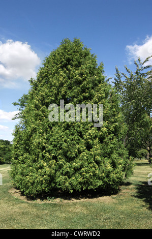 Northern White Cedar Thuja occidentalis (Cupressaceae) Foto Stock