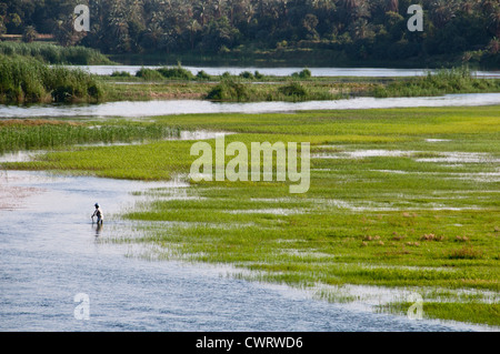 Alto Egitto, paludi fiume Nilo e valle campagna tra Luxor e Aswan Foto Stock