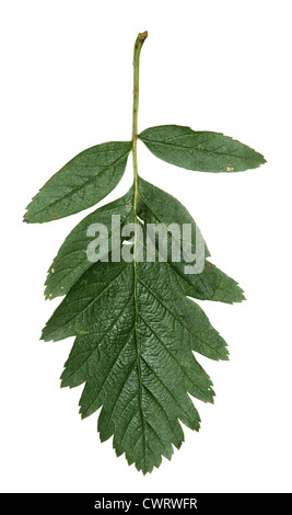 Servizio svedese-tree Sorbus hybrida (Rosacee) Foto Stock