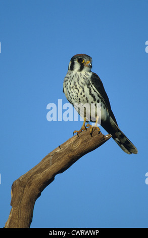 American Gheppio (Falco sparverius) maschio adulto Cape May New Jersey USA Foto Stock