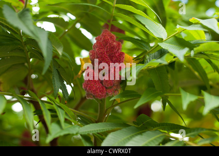 Close-up di un Staghorn Sumac - Rhus typhina frutto su un albero. Foto Stock