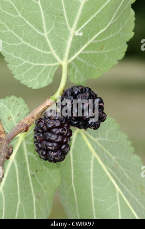 Gelso nero Morus nigra (Moraceae) Foto Stock