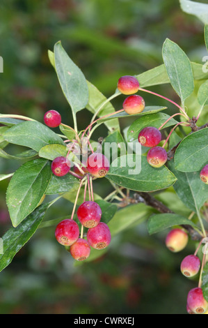 Il Granchio giapponese Malus floribunda (Rosacee) Foto Stock