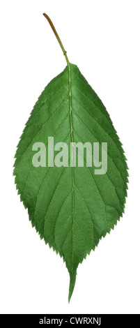 Sargent della ciliegia Prunus sargentii (Rosacee) Foto Stock