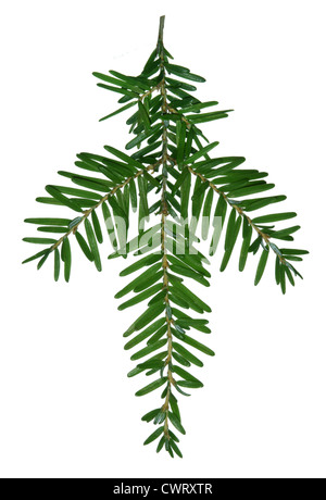 Western Hemlock-abete rosso Tsuga heterophylla (Pinaceae) Foto Stock