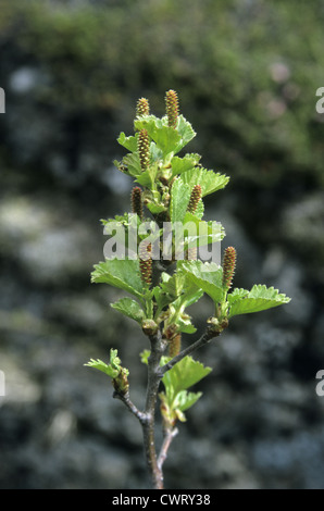 Nana Betula Betulla nana (Betulaceae) Foto Stock