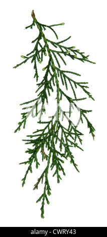 Western Himalayan (Bhutan) Cipresso Cupressus torulosa (Cupressaceae) Foto Stock