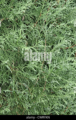 Western Himalayan (Bhutan) Cipresso Cupressus torulosa (Cupressaceae) Foto Stock