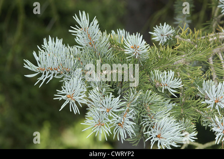 Blue Colorado Abete rosso Picea pungens (Pinaceae) Foto Stock