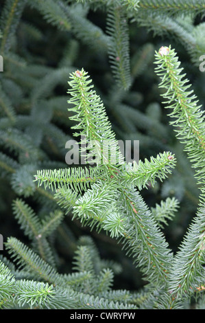 Spagnolo (Riccio) Abete Abies pinsapo (Pinaceae) Foto Stock