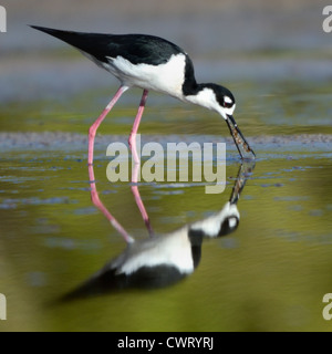 Nero-colli (Stilt Himantopus mexicanus) alimentazione in fondali bassi Foto Stock