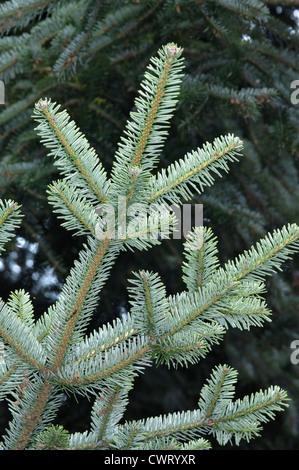 Unione di abete bianco Abies alba (Pinaceae) Foto Stock