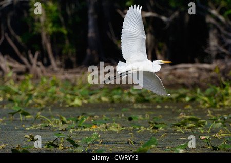 Airone bianco maggiore battenti Foto Stock