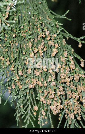 Wellingtonia (Sequoia gigante) Sequoiadendron giganteum (Taxodiaceae) Foto Stock