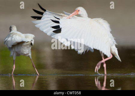 Americano bianco Ibis ottenere pronto a volare Foto Stock