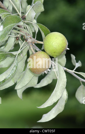 Snow Pera Pyrus nivalis (Rosacee) Foto Stock