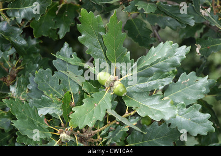 Rovere Quercus petraea Fagaceae Foto Stock