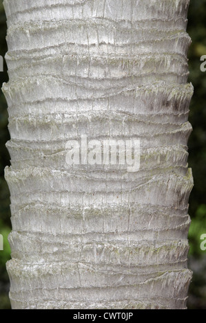 Chusan Palm trachycarpus fortunei (Arecaceae) Foto Stock