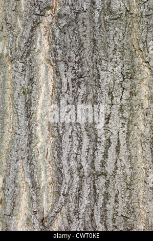 Quercia Rossa Quercus rubra (Fagaceae) Foto Stock