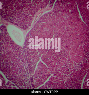 La scienza medica fisiologia anthropotomy sezione microscopici di tessuto del pancreas Foto Stock