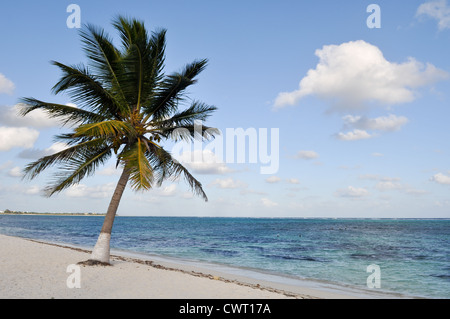 Palm Tree su una spiaggia Foto Stock