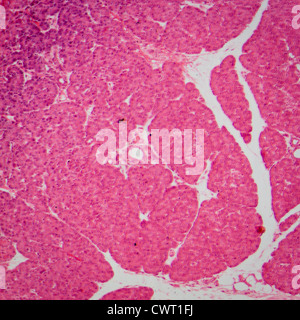 La scienza medica fisiologia anthropotomy micrografia di piccole intestinum tenue tessuto Foto Stock