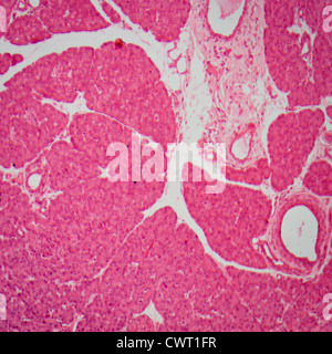 La scienza medica fisiologia anthropotomy micrografia di piccole intestinum tenue tessuto Foto Stock