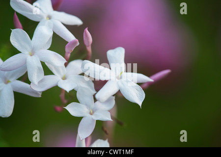 Jasminum polyanthum. Molti di gelsomino fiorito . Bianco Fiori di gelsomino Foto Stock