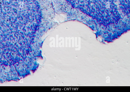 La scienza medica micrografia di microscopia, di cervello di ratto neuroni ippocampali Foto Stock