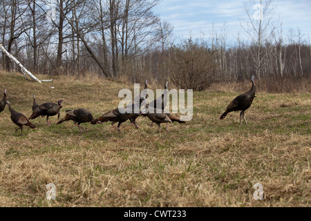 Eastern Wild Turchia Foto Stock