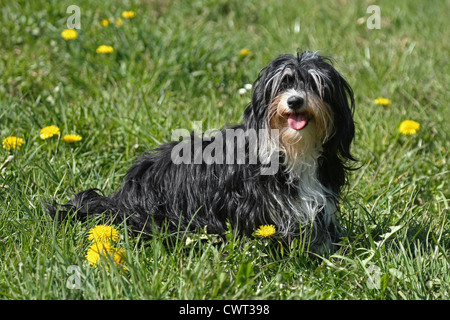 Havanese Foto Stock