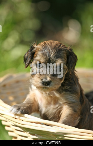 Cucciolo di Havanese Foto Stock