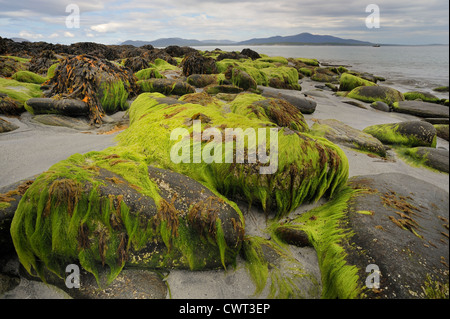 Grandi massi di granito ricoperto di alghe marine su una riva del mare Foto Stock