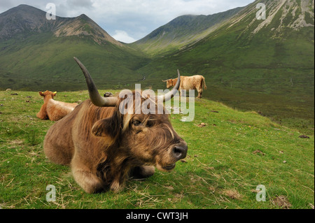 Cornuto highland mucca poggia tra le montagne Foto Stock