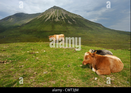 Highland cow & vitelli tra le montagne Foto Stock