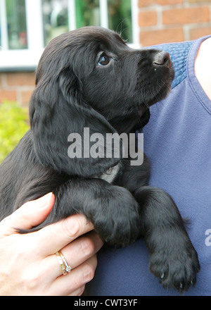 8 settimana di lavoro vecchio Cocker Spaniel cucciolo di cane. Foto Stock