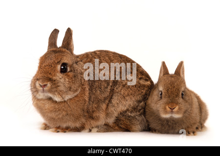 Farbenzwerg / dwarf lop-eared bunny Foto Stock