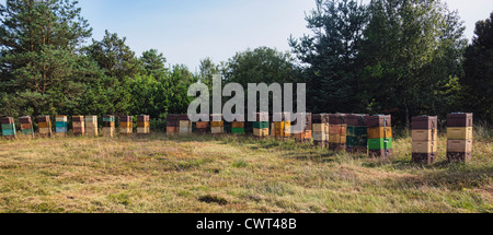 Alveari in danese un prato in estate Foto Stock