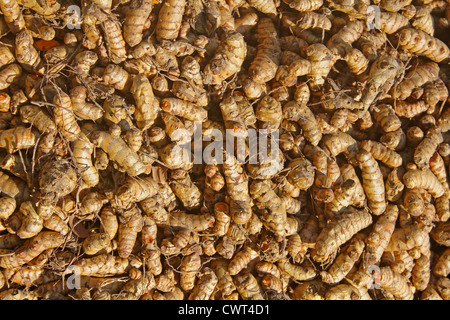 La curcuma, Curcuma longa in lavorazione per essiccazione e per la polverizzazione, Wai, Satara, Maharashtra, India Foto Stock